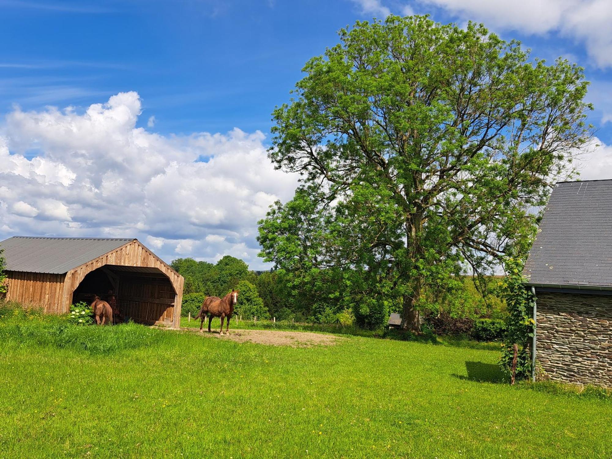 Gite L'Olivier A Filly - Nadrin, Entre Houffalize Et La Roche-En-Ardenne Kültér fotó