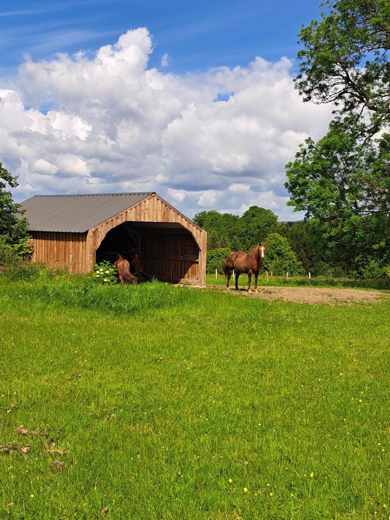 Gite L'Olivier A Filly - Nadrin, Entre Houffalize Et La Roche-En-Ardenne Kültér fotó